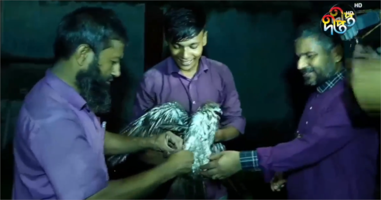 ৮ ঘণ্টা পর উদ্ধার হলো মুমূর্ষু বাজপাখি