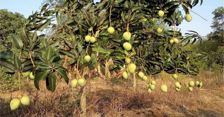 বিশ্বের বিভিন্ন দেশে যাচ্ছে নওগাঁর আম্রপালি