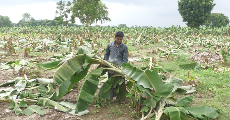 ঝিনাইদহে কৃষকের ১০ হাজার কলাগাছ কাটল দুর্বৃত্তরা