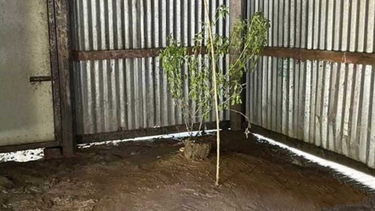 চারদিকে অথৈই পানি, রান্নাঘরে মায়ের দাফন