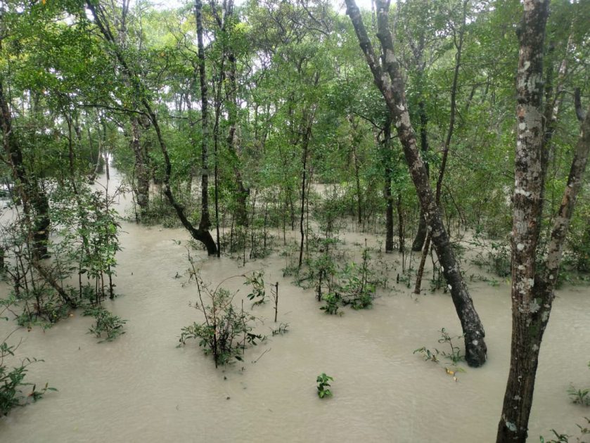 ৪ ফুট পানির নিচে সুন্দরবন