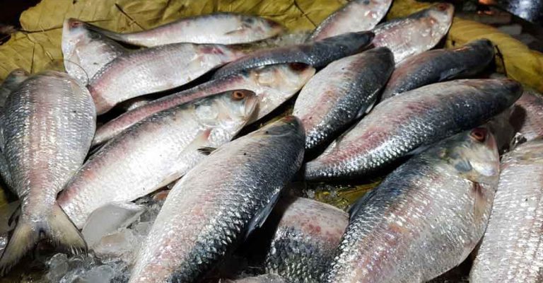 ২২ দিন সারাদেশে ইলিশ আহরণ নিষিদ্ধ