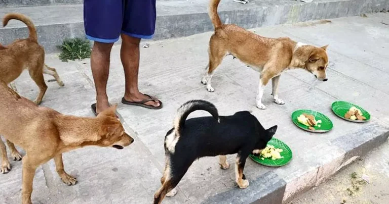 ১৫টি কুকুরকে ৩ মাস খাওয়ানোর শর্তে আসামির মুক্তি
