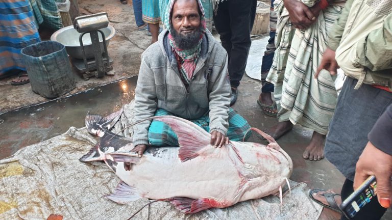 পদ্মায় জেলের জালে ৪৪ কেজির বাঘাইর, ৪৮ হাজারে বিক্রি
