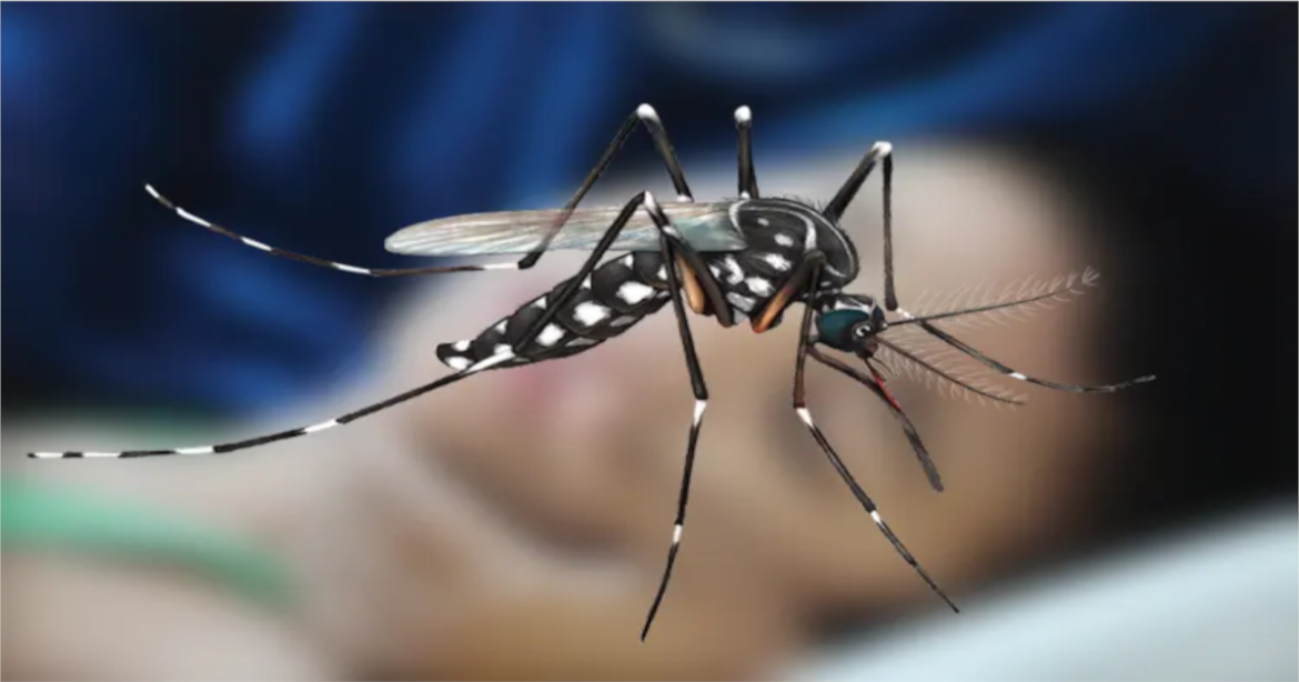 ডেঙ্গু