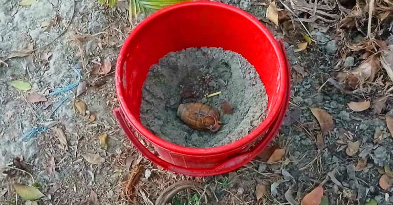 ঝিনাইদহে মেহগনি বাগান থেকে গ্রেনেড উদ্ধার