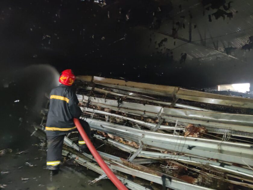 যশোরে খামারে অগ্নিকাণ্ড, ৪৪ হাজার মুরগি পুড়ে ছাই