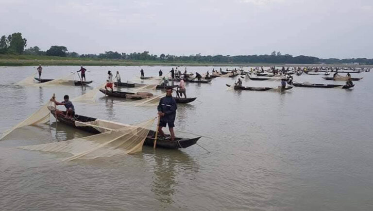 হালদায় ডিম ছেড়েছে মা মাছ
