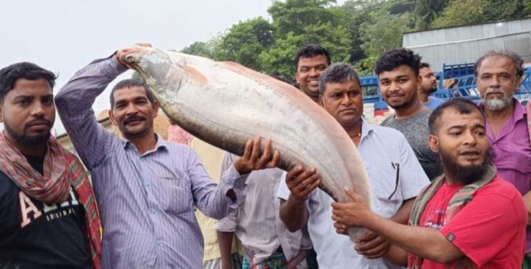 পদ্মায় জেলের জালে ৭ কেজির চিতল