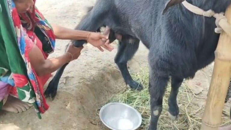 কুষ্টিয়ায় দুধ দিচ্ছে পাঠা