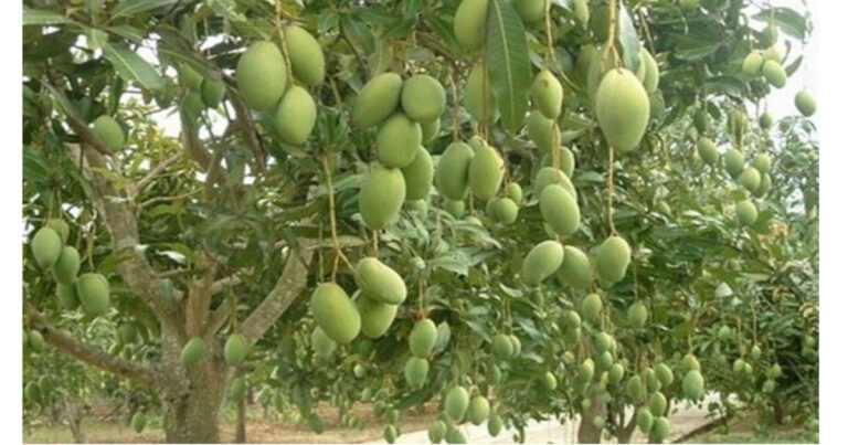 ১৫ মে থেকে রাজশাহীতে আম পাড়া শুরু