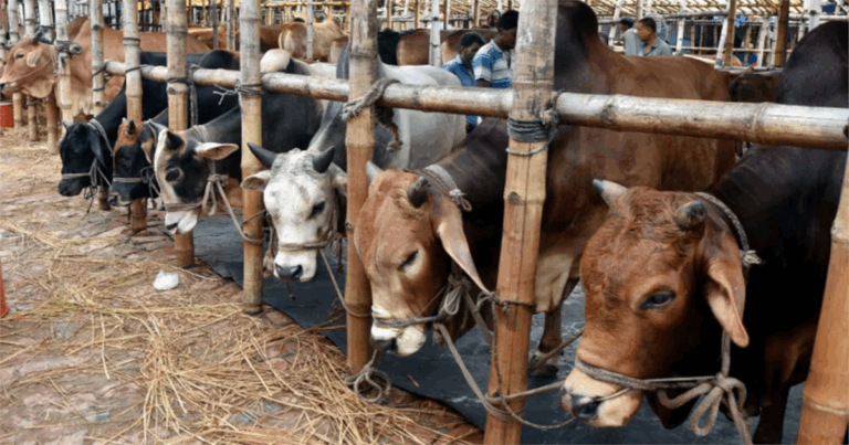 আফতাবনগর এলাকায় পশুর হাট বসানো যাবে না: হাইকোর্ট