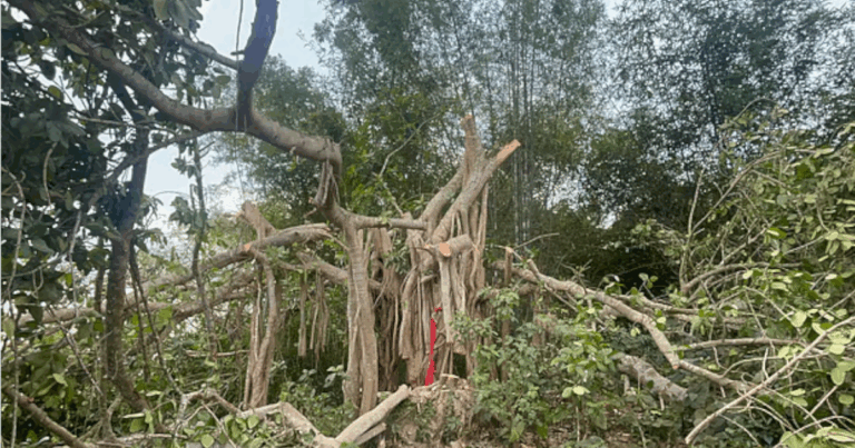 ‘শিরক’ আখ্যা দিয়ে কাটা হলো শতবর্ষী বটগাছ