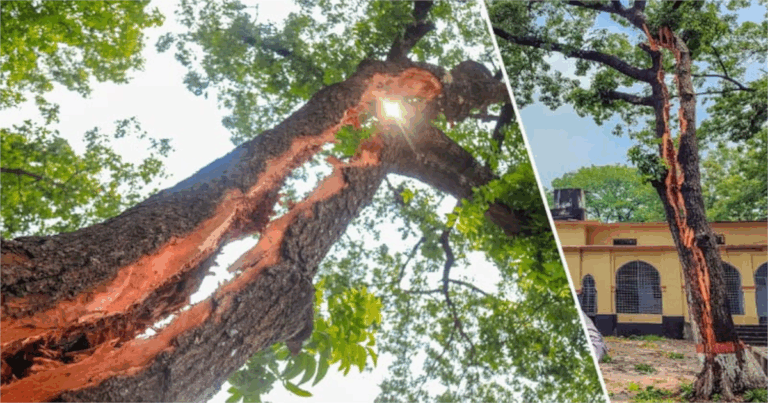 বজ্রপাতে দ্বিখণ্ডিত মেহগনি গাছ!