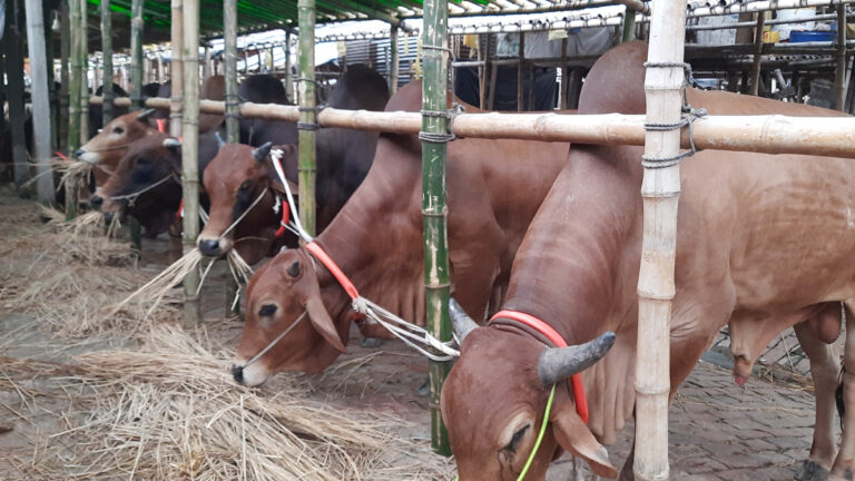 গাবতলী পশুর হাটে ক্রেতার সমাগম বেড়েছে