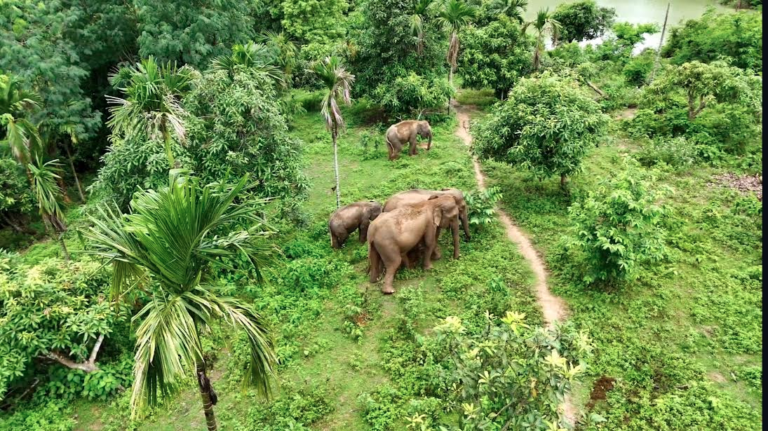 রাঙ্গামাটির দুর্গম পাহাড়ে দেখা মিলল বিরল প্রজাতির ‘গোলাপি হাতি’