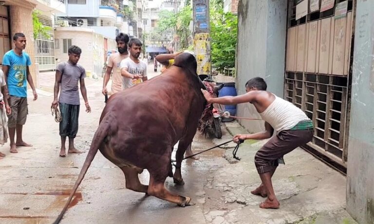 কোরবানির পশু সামলাতে গিয়ে আহত ৭৭, হাসপাতালে ভর্তি ৩