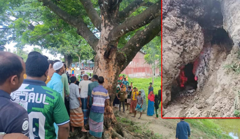 শতবর্ষী কড়ই গাছের ভেতরে আগুন, নেভাতে ব্যর্থ ফায়ার সার্ভিস