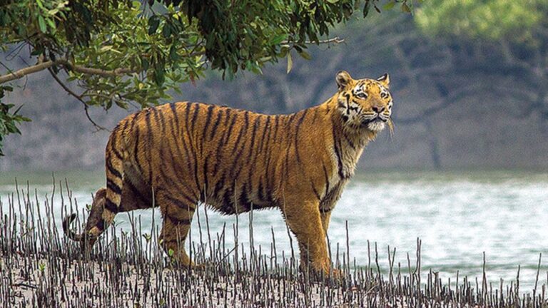 আজ বিশ্ব বাঘ দিবস