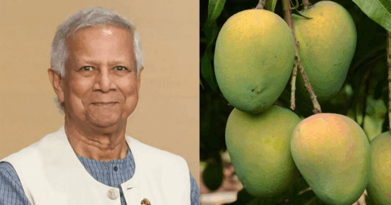 পাকিস্তান’সহ ৫ দেশে আম উপহার পাঠাচ্ছেন প্রধান উপদেষ্টা