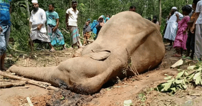 শেরপুরে বন্য হাতির মরদেহ উদ্ধার
