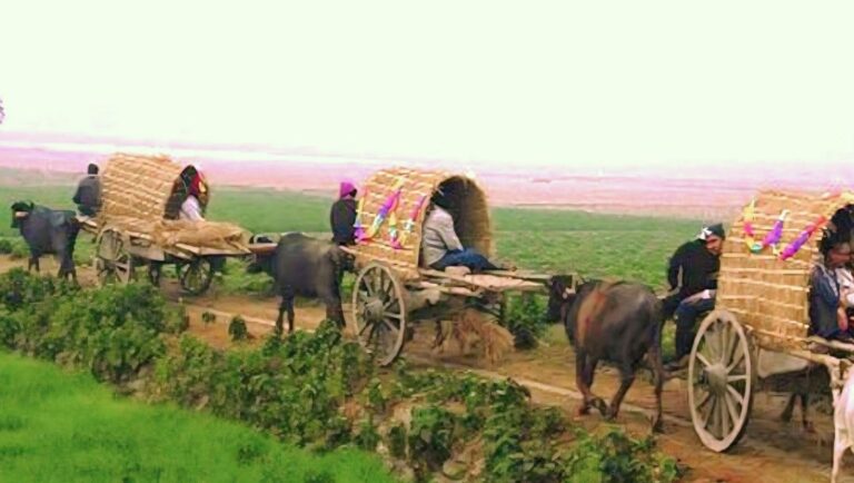 গ্রামীণ ধীরগতির ‘মহিষের গাড়ি’ এখন শুধুই  স্মৃতি