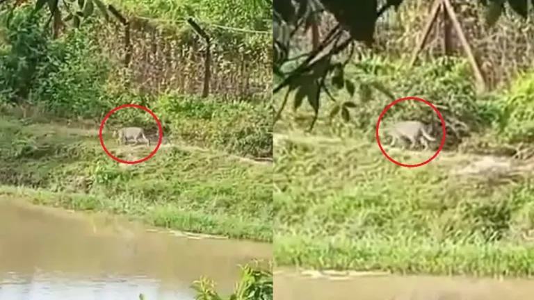 খাবারের সন্ধানে বনের বাঘ লোকালয়ে, আতঙ্কে স্থানীয়রা