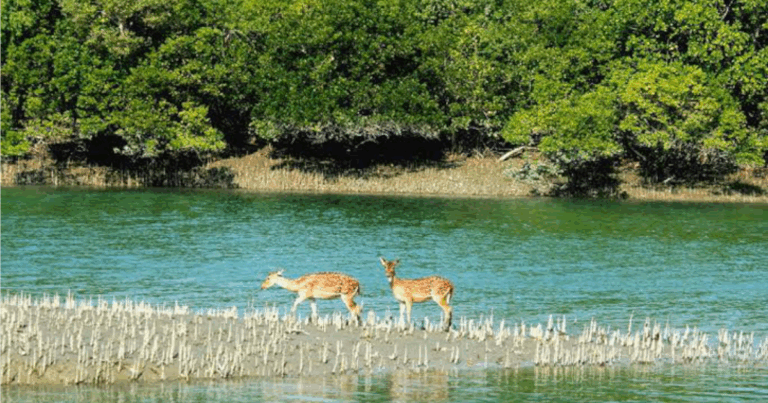 ৩ মাস পর সোমবার উন্মুক্ত হচ্ছে সুন্দরবন