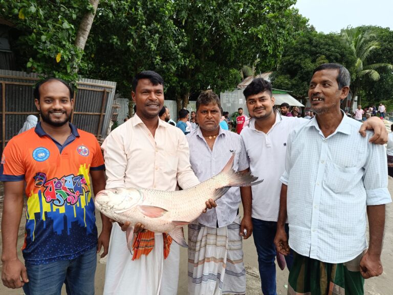 পদ্মায় জেলের জালে ১১ কেজির কাতল