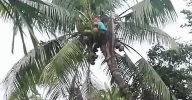 নারিকেল গাছে উঠে বিদ্যুৎস্পৃষ্টে মাদরাসা ছাত্রের মৃত্যু