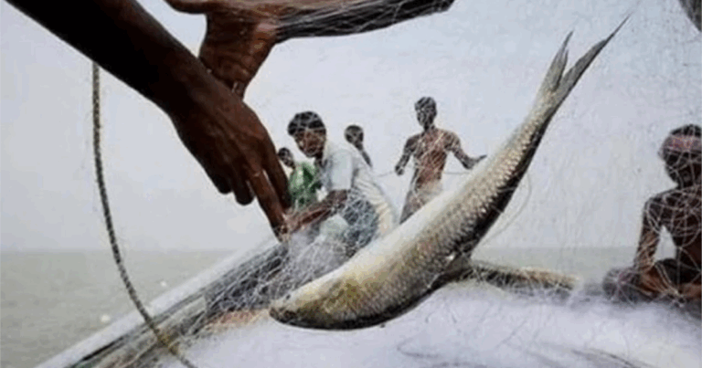 মধ্যরাত থেকে ইলিশ ধরায় নিষেধাজ্ঞা শুরু