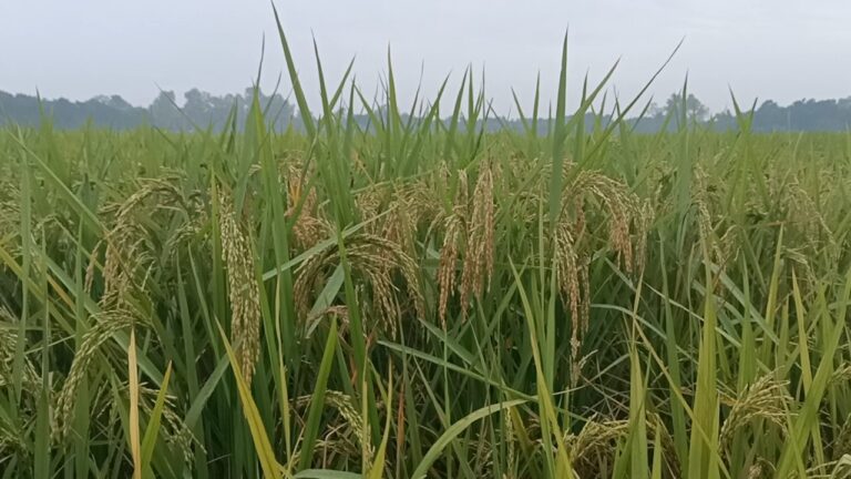 হিমেল হাওয়ার দাপটে পঞ্চগড়ে তাপমাত্রা নামলো ১২.৬ ডিগ্রিতে