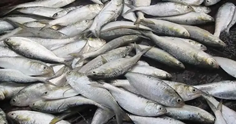 জাটকা শিকারে ৮ মাসের নিষেধাজ্ঞা শুরু