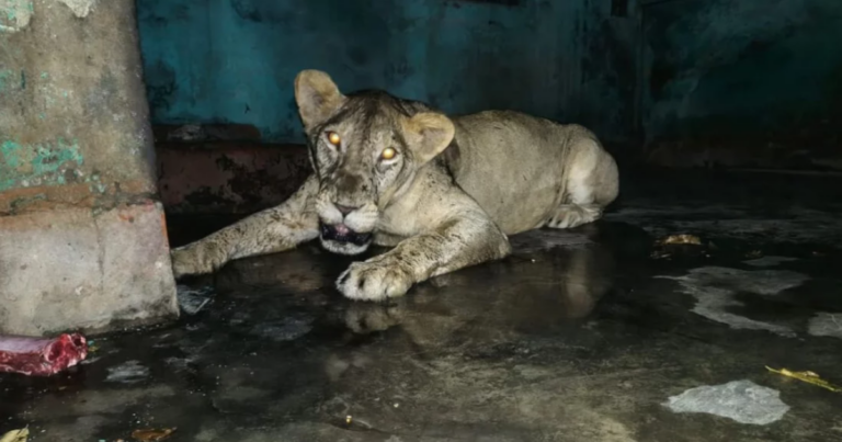 চিড়িয়াখানার খাঁচা থেকে বেরিয়ে গেল সিংহী, ২ ঘণ্টা পরে নিয়ন্ত্রণে