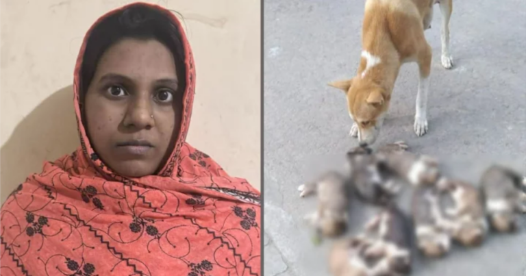 ৮ কুকুরছানা হত্যা মামলায় জামিন পেলেন সেই গৃহবধূ
