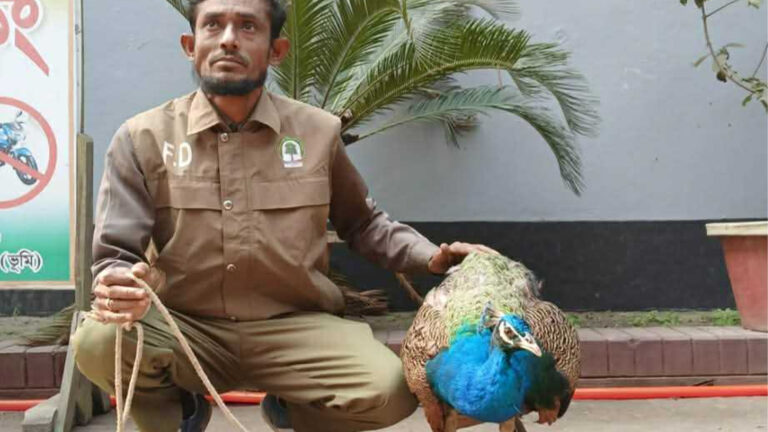 কুড়িগ্রামে আহত অবস্থায় বিরল প্রজাতির ময়ূর উদ্ধার