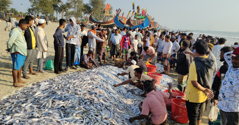 টেকনাফ উপকূলে এক জালে ধরা পড়ল ১০৯ মণ মাছ