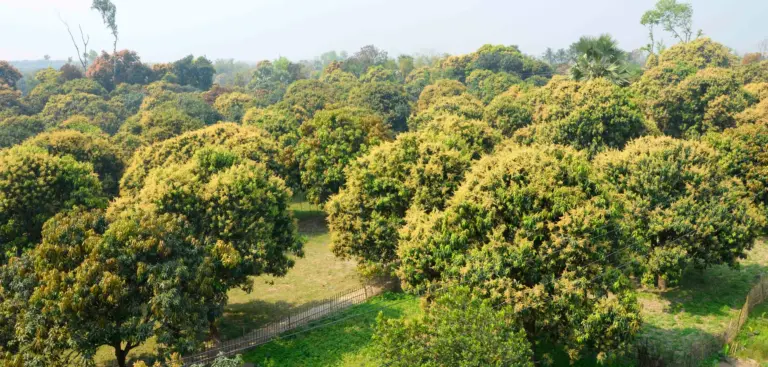 মুকুলে ভরে উঠছে রাজশাহীর আমবাগান, ভালো ফলনের আশা