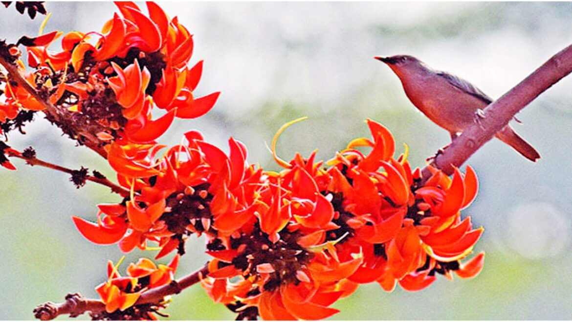 ফুল ফুটুক আর না-ই ফুটুক আজ বসন্ত