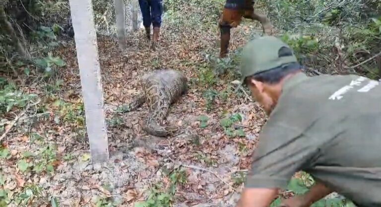 লোকালয়ে এসে কৃষকের আস্ত ছাগল গিলে ফেলল সুন্দরবনের অজগর