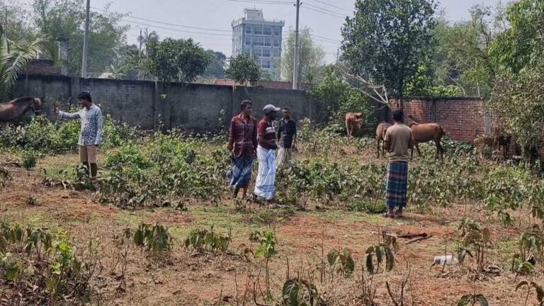 পূর্বাচলে গরুর মাংস বলে ৯টি ঘোড়া জবাই, ১১টি জীবিত উদ্ধার