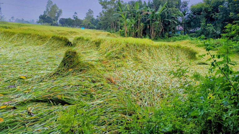 হাওরের বুকজুড়ে শিলার ক্ষত, এক রাতেই ডুবে গেল কৃষকের স্বপ্ন