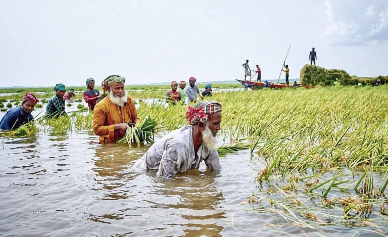 স্বপ্ন পানির নিচে, আধপাকা ধান কাটছেন কৃষকেরা