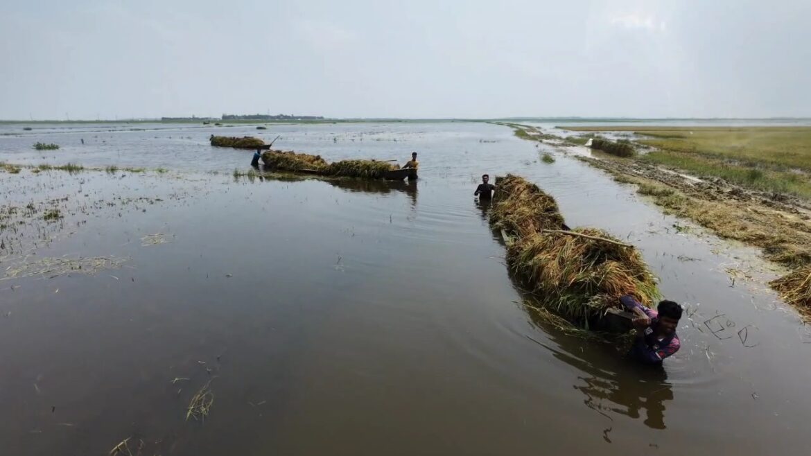 টানা বৃষ্টি ও উজানের পানির চাপে পাকা বোরো ধান তলিয়ে যাচ্ছে পানির নিচে।