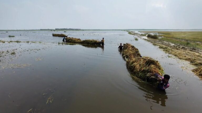 হাওরে আকস্মিক প্লাবন, কৃষকের চোখের সামনে ডুবছে বোরো ধান