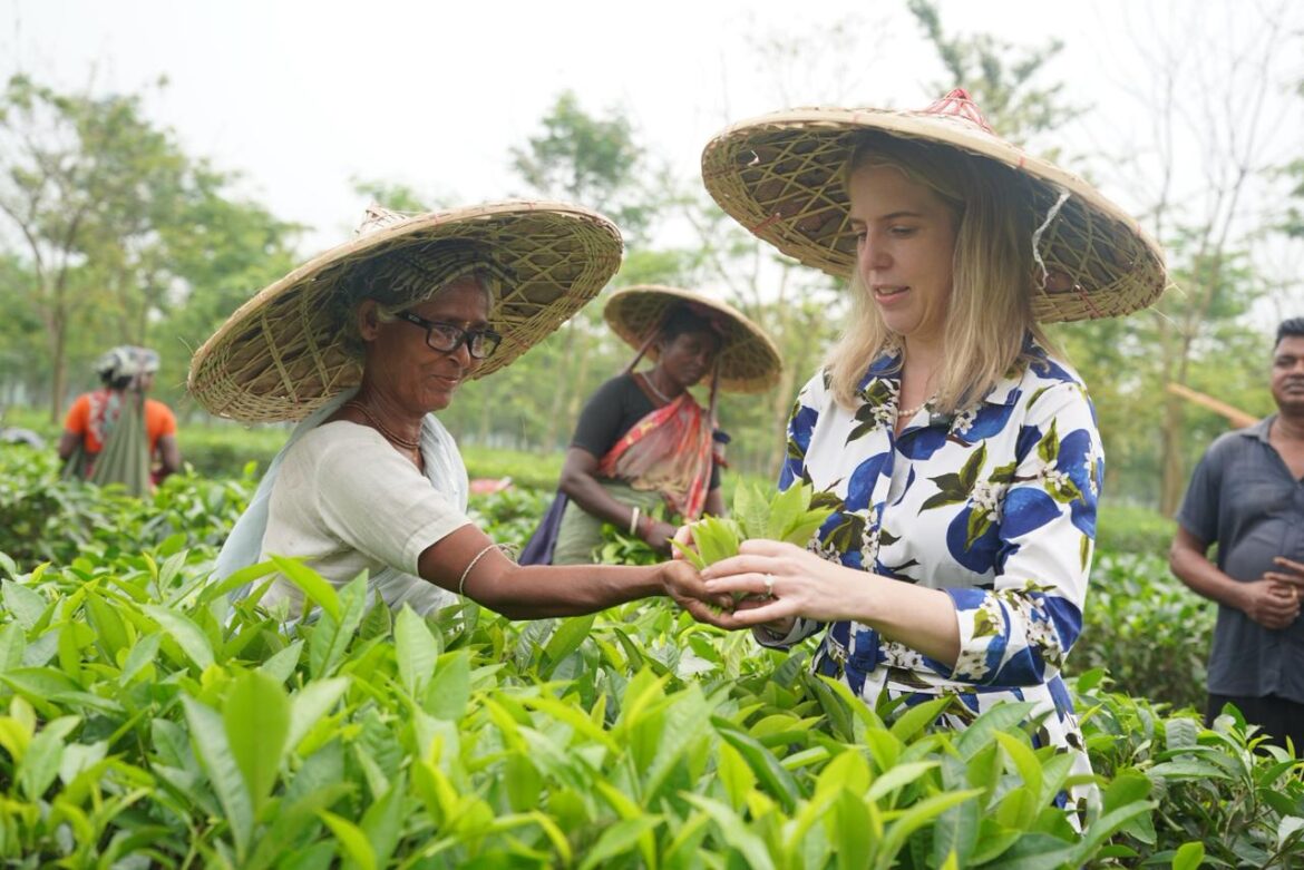 বাংলাদেশে সুবিধাবঞ্চিত চা শ্রমিকদের জন্য চক্ষুসেবা বাড়ানোর আহ্বান জানিয়েছেন অরবিস ইন্টারন্যাশনালের প্রেসিডেন্ট ও প্রধান নির্বাহী কর্মকর্তা (সিইও) ক্যাথলিন শেরউইন।