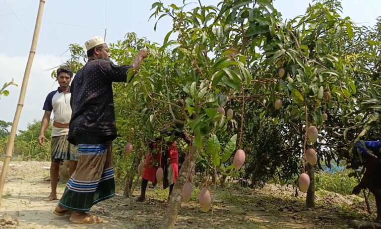 বাগেরহাটে এক বাগানেই ৫০ জাতের আম