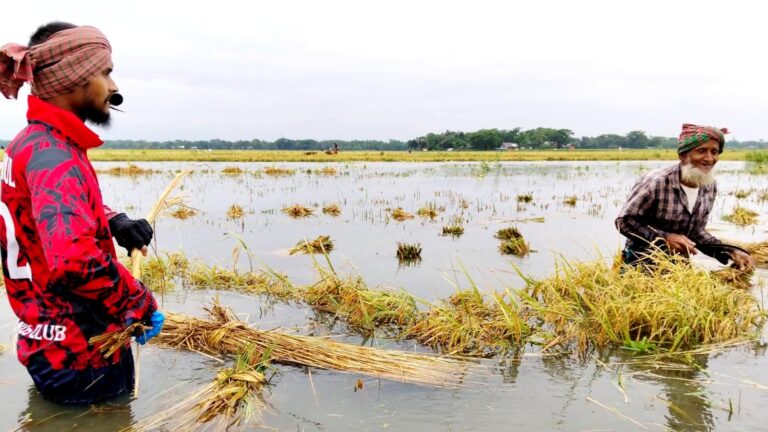 নেত্রকোনায় কংশ ভূগাই নদীর পানি বিপদসীমার ওপরে, দুশ্চিতায় কৃষকরা