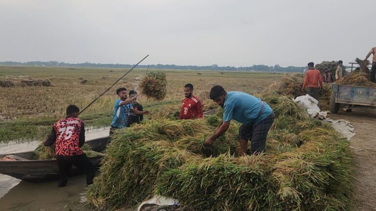 সুনামগঞ্জে বন্যার শঙ্কায় দ্রুত ধান কাটার আহবান পাউবোর