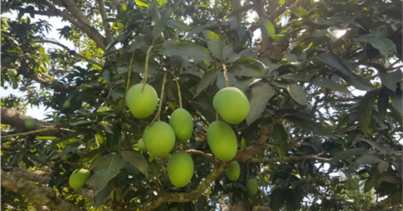 সাতক্ষীরা জেলায় চলতি মৌসুমে আম পাড়ার সময়সূচি নির্ধারণ করে ক্যালেন্ডার ঘোষণা করেছে জেলা প্রশাসন।